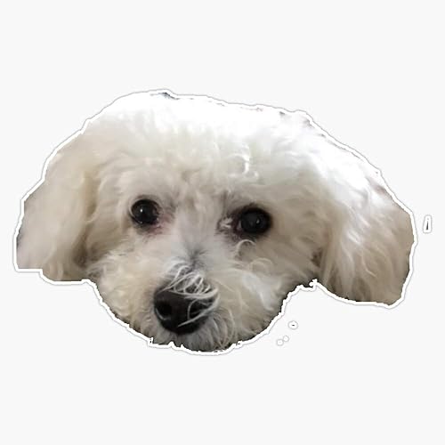 Calcomanía de vinilo impermeable de Bichon Frise para perro, cachorro, automóvil, laptop, pared, ventana, 5 pulgadas