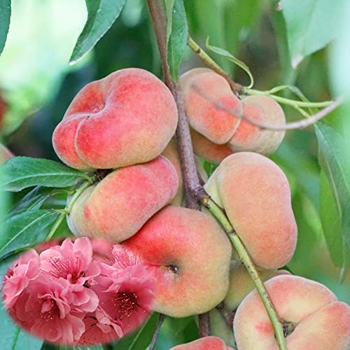 ＩＴＡＮＳＥ 桃 八重咲蟠桃(バントウ) 1年生接木苗 5号ポット苗 1個売り 学名(Prunus persica) 耐寒性落葉樹 八重咲き花と扁平果が楽しめる品種 果樹苗 - ＩＴＡＮＳＥ - 商品画像