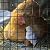 Black PVC Coated Welded Wire Mesh Garden Economy Fence 36 Inch x 25 Foot-1 Inch x 1 Inch 16GA