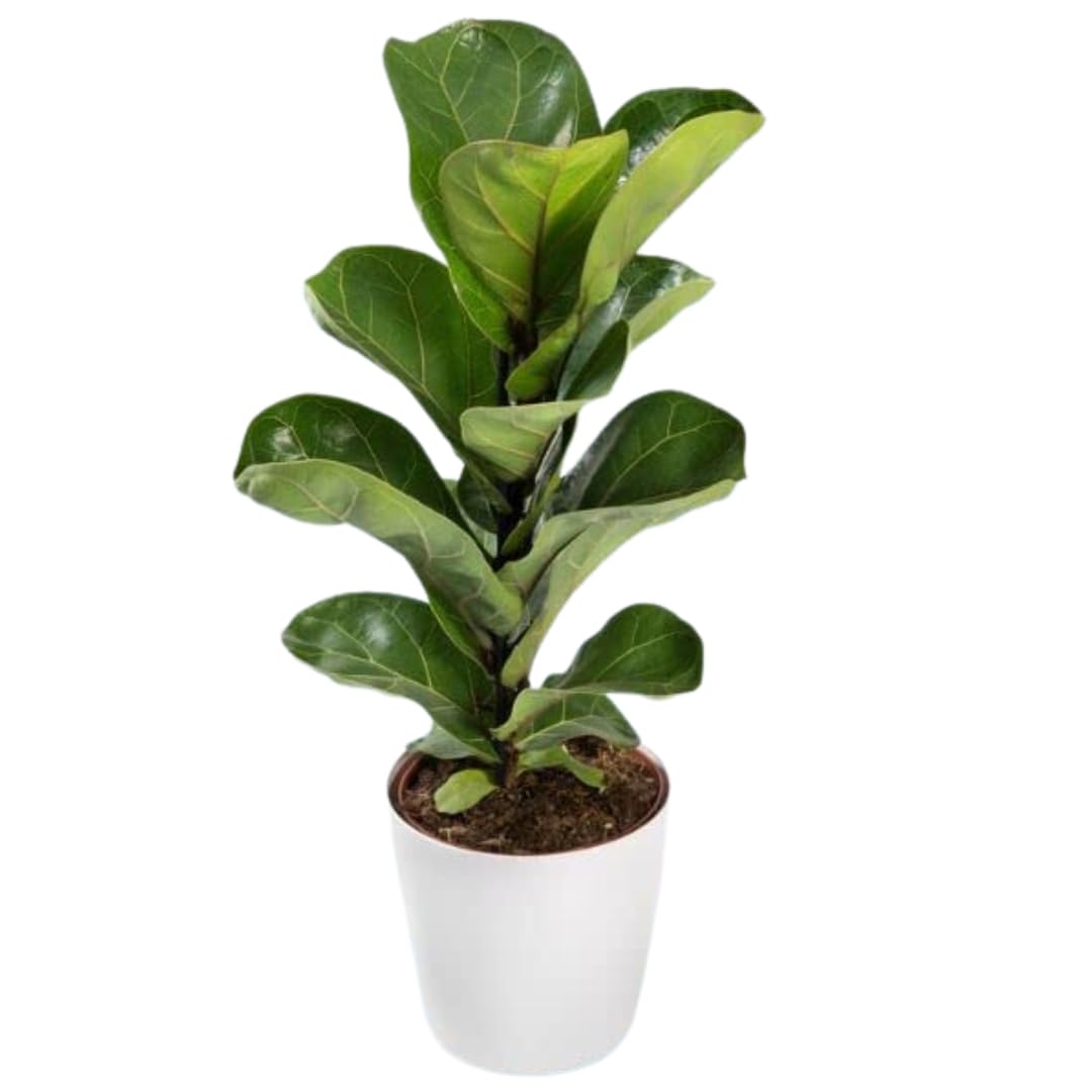 CAPPL Live Ficus Lyrata Fiddle Leaf Fig Low Maintenance Indoor Plant With 4 Inch Pot For Home and Office (B075MYRYLK) Amazon Price History, Amazon Price Tracker