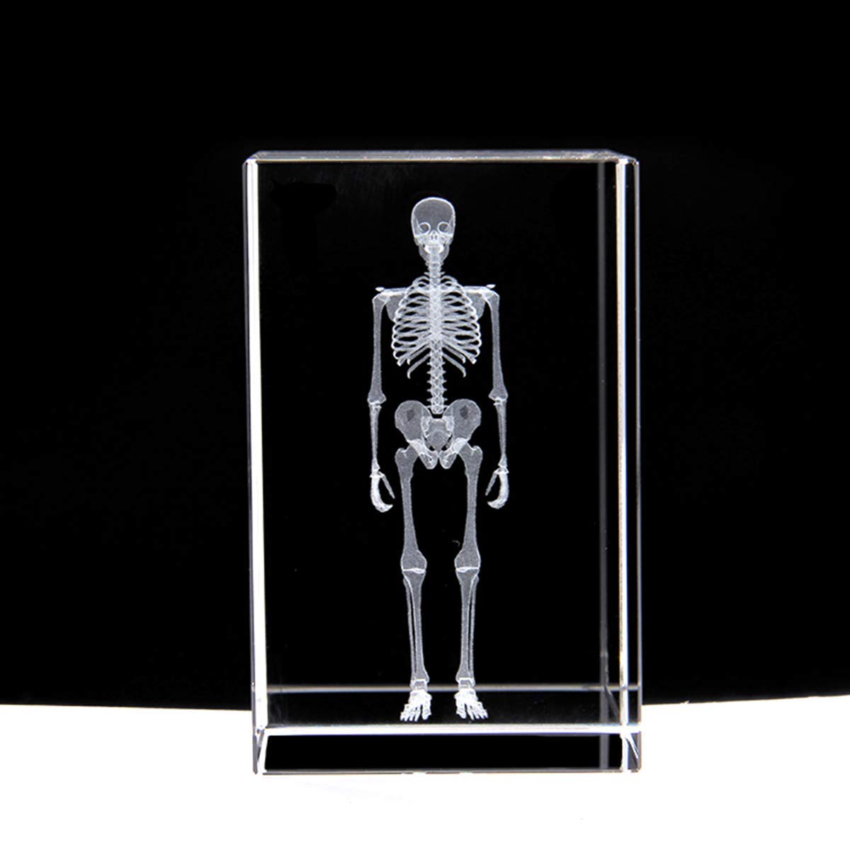 Model anatomiczny szkieletu człowieka 3D, ciężarek papierowy