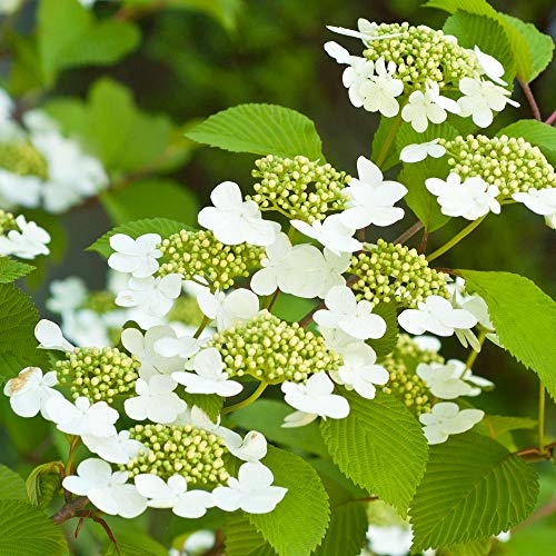 Viburnum Kilimanjaro Sunrise Japanese Snowball Deciduous Flowering Garden Shrub (20-30cm (Incl. Pot))