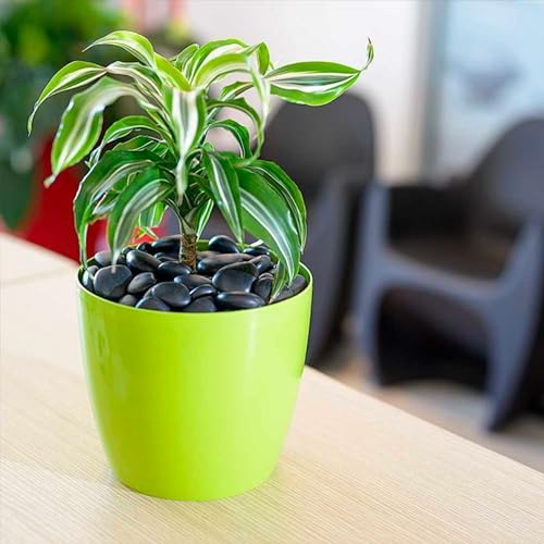 Kalapanta - Dekosteine ​​aus recyceltem Kunststoff für Vasen, Malerei, Aquarien, Garten (Schwarz, Ø 2-5 cm | etwa 75 Stück)