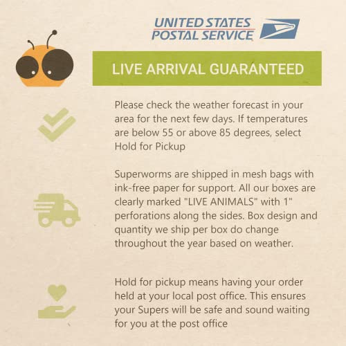 SUPERWORM CO - Live Superworms - 500 Large - Live Arrival Guaranteed