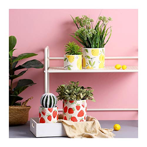 Conteneurs pour plantes avec trou de drainage anti-pourrissement pour succulentes et cactus