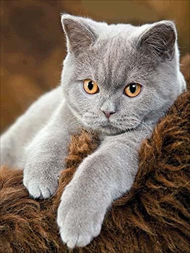 NAIMOER Cat Diamond Painting Kits for Adults, Diamond Painting Grey Cat Full Drill 5D Diamond Art Kits for Kids Rhinestone Embroidery for Wall Home Decor 12x16inch
