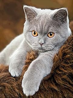 NAIMOER Cat Diamond Painting Kits for Adults, Diamond Painting Grey Cat Full Drill 5D Diamond Art Kits for Kids Rhinestone Embroidery for Wall Home Decor 12x16inch