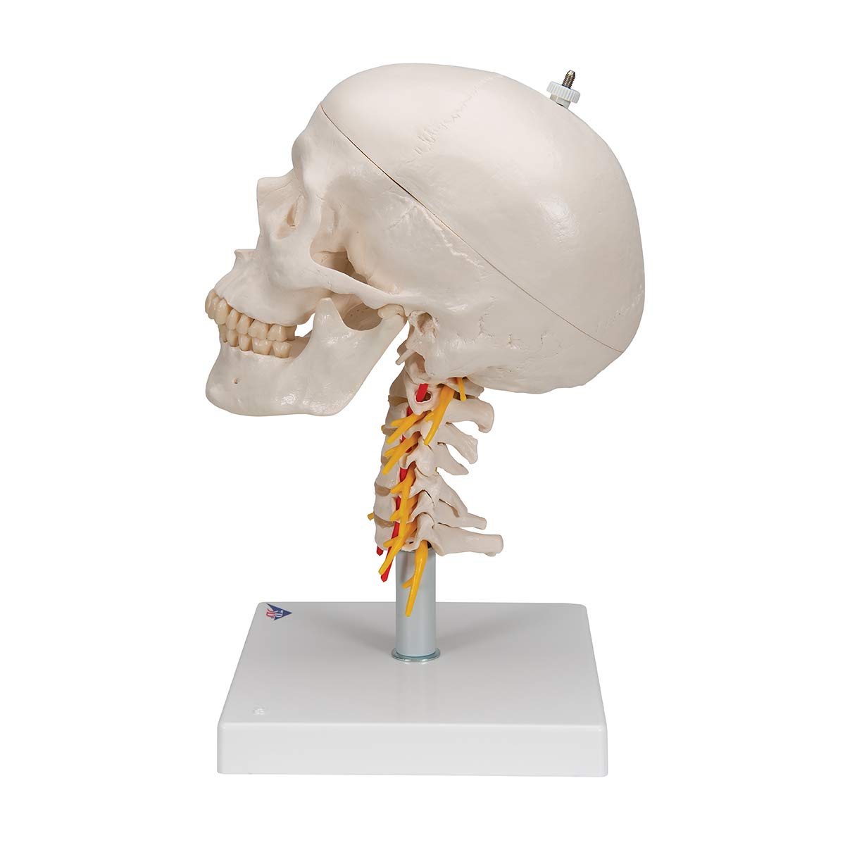 3B Scientific A20/1 Classic Skull on Cervical Spine 4-part - 3B Smart Anatomy