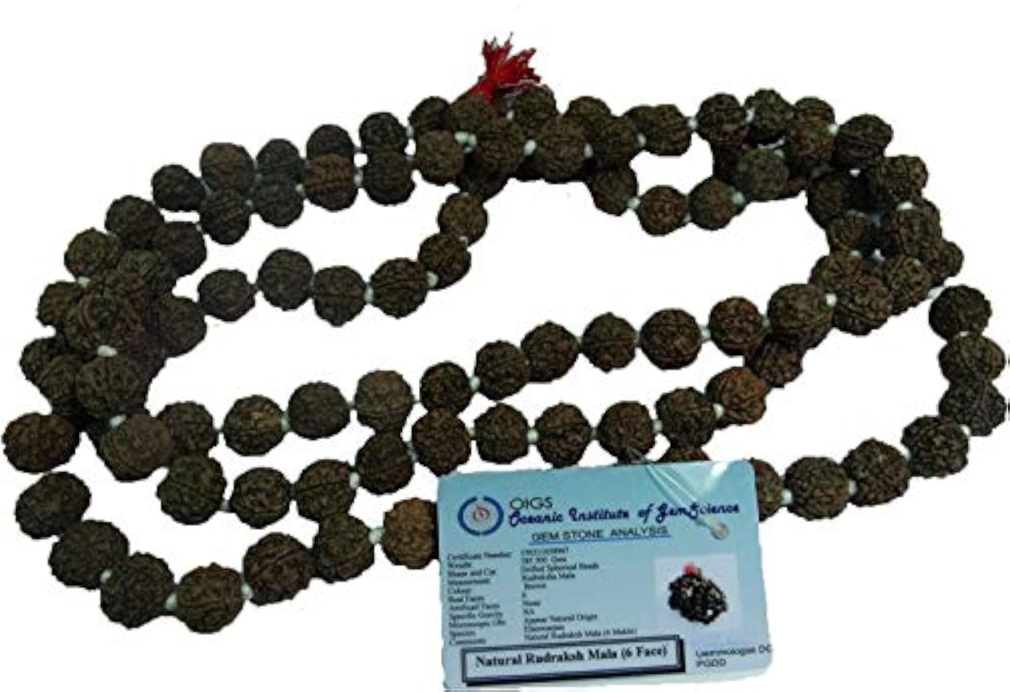 6 Mukhi Rudraksha Mala, 20 MM, Certified