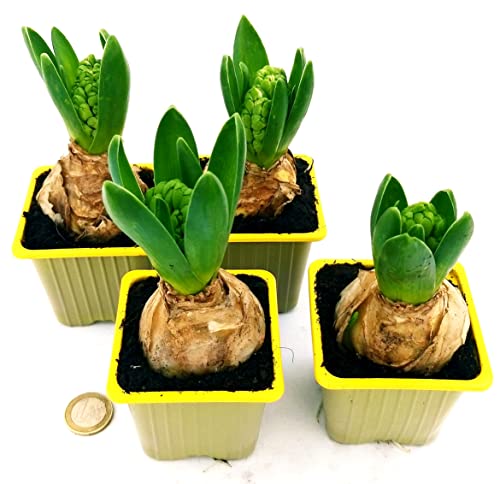 POWERS TO FLOWERS - SET 4 BULBI GIACINTO PROFUMATO GIALLO, piante vere