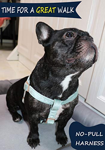 ARING PET Hundehalfter Geschirr, Samt kein Ziehen Hundehalfter Geschirr, einstellbare schwere Hundegeschirr für kleine mittlere große Hunde