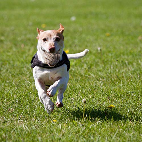 FONPOO Hunde Spielzeug, Hergestellt aus Natürlicher Baumwolle Hunde Intelligenz Entwickeln Geeignet für Mittelgroße Hunde kleine Hunde Verschiedene Hundebälle Welpenspielzeug 6-teiliges Set (Leinen)