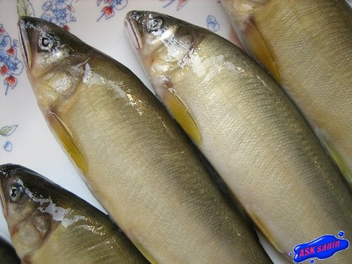 清流の鮎1kg 2枚目