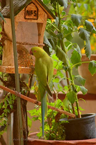 Image of Birds Wall Mounted House Feeder