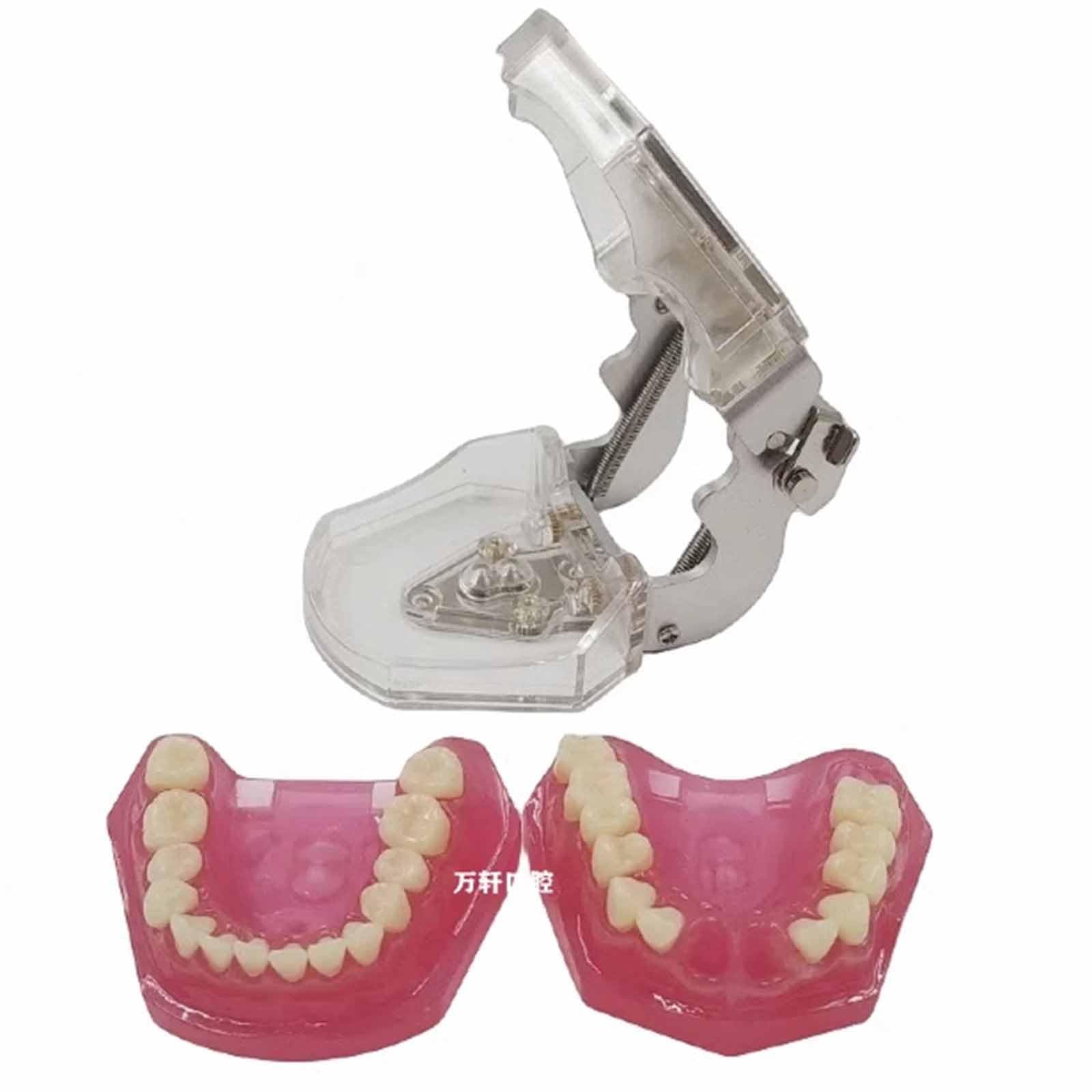 Model Demonstracyjny Zębów Dentystycznych, Model Z Wyjmowanymi Miękkimi Dziąsłami Do Nauki, Model Dydaktyczny Dla Dorosłych (Różowy, 8 Cm),Pink-8cm