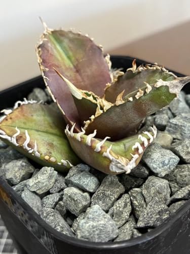 アガベ 用 鉢」の人気商品一覧 | 安い商品を通販サイトから探す - 価格.com