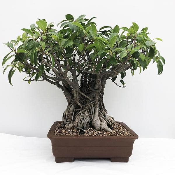 Mphmi Live Plants Nursery Garden Live Plants Ficus Panda, Ficus truncata (B0BV6TN4QH) Amazon Price History, Amazon Price Tracker