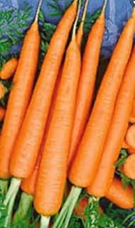 1200 Tendersweet Carrot Seeds | Non-GMO | Fresh Garden Seeds