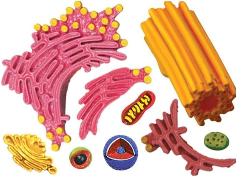 4D立体パズル 動物細胞モデル Animal Cell model 4d パズル 動物