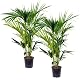 Kentia-Palme Bloomique 2er Set – Howea forsteriana – Pflegeleichte Zimmerpflanze