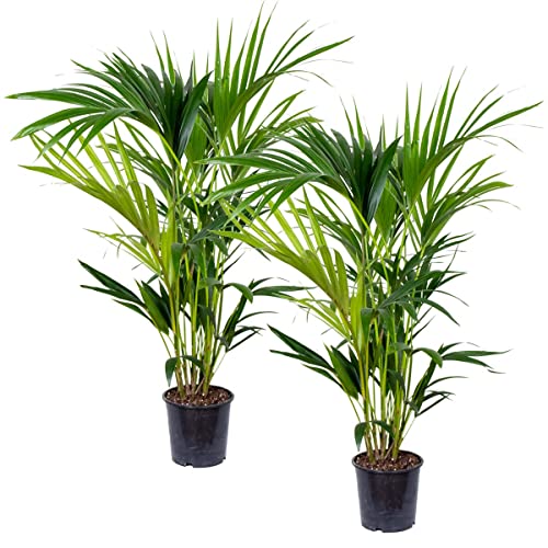 Bloomique - Set de 2 - Howea forsteriana - Palma Kentia - Plantas de interior - Purificadora del aire - Apta para mascotas - Altura 80-100 cm - Maceta 19 cm