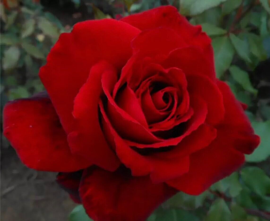 Crimson Cascade - Red Climbing Rose - 4L Potted