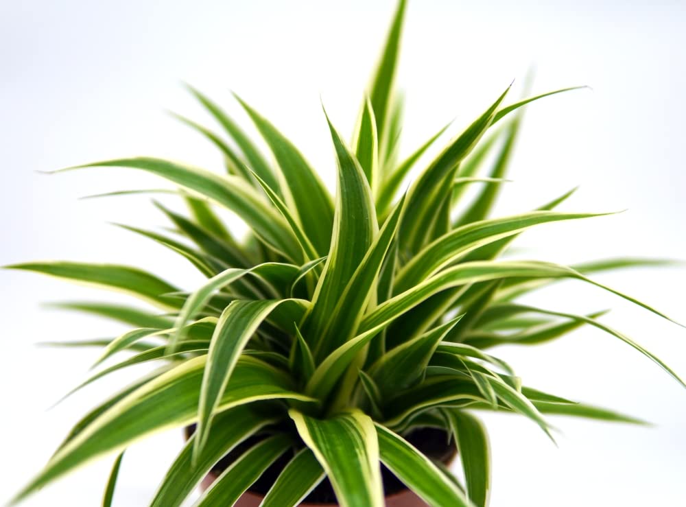 kirschlorbeer kaufen niederlande Portugiesischer Kirschlorbeer (Prunus lusitanica 'Angustifolia') | 180 cm  Fertighecke