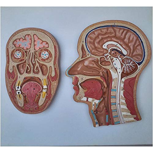 頭部模型 解剖学的構造 Amazon | timiland 頭蓋骨模型 頭部神経構造モデル 頭部と顔面筋