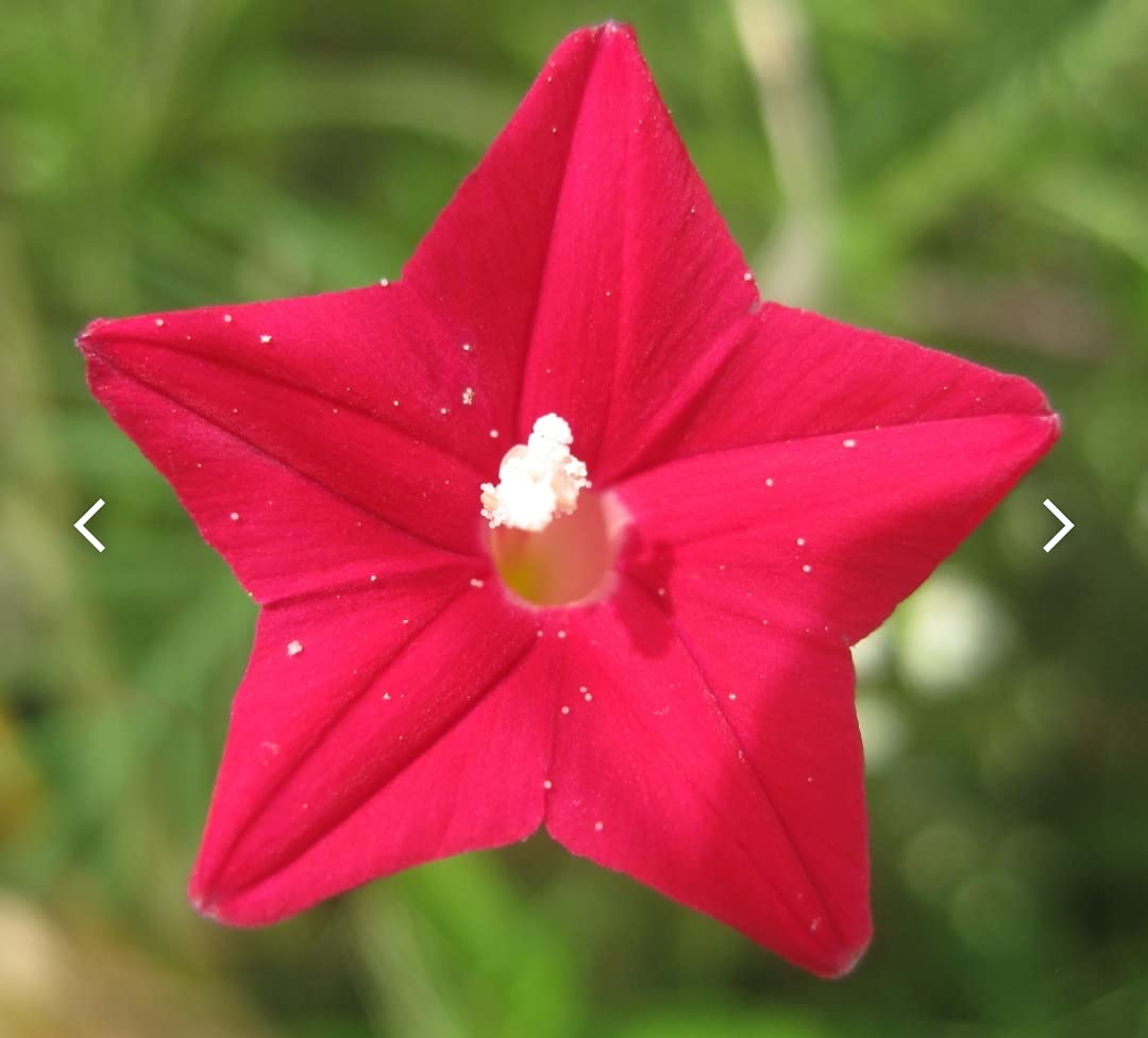 Healthy Harvest Cypress Red Star Flower Seeds Humming Bird,Ipomoea quamoclit Flowering Hybrid vine Creeper Seeds For Home Gardening(CYP-HYB-20)