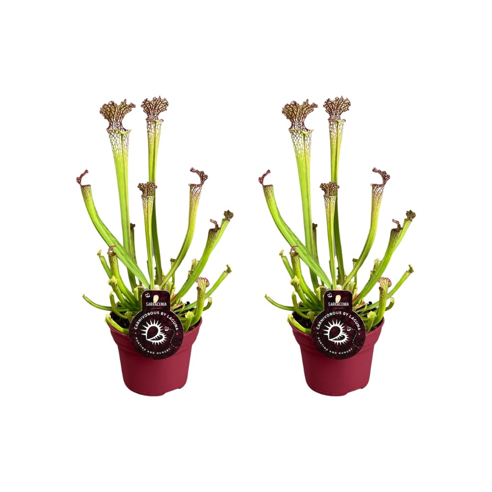 Sarracenia farnhamii | 2 pezzi - 30-40cm - Ø12cm - Pianta d'appartamento - Sempreverde - Multideal