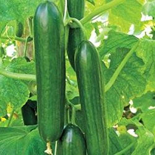 See full amazon price history chart for PlantaZee NurseryServe Organic Desi Hybrid Sultan Cucumber Seeds - (35 Seeds) PlantaZee NurseryServe Organic Desi Hybrid Sultan Cucumber Seeds - (35 Seeds) (B08D6TJQVC) Amazon Price History, Amazon Price Tracker
