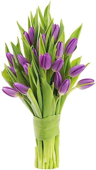 KaBloom Purple Tulips bud-s bloom collection