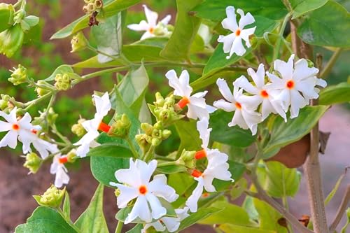 Image of Shuli Parijat Live Flower Plant for Garden Balcony Terrace | Healthy Nursery Plant with Fragrant White Orange Blooms | Natural Aromatic Plant for Peaceful Ambience and Landscaping