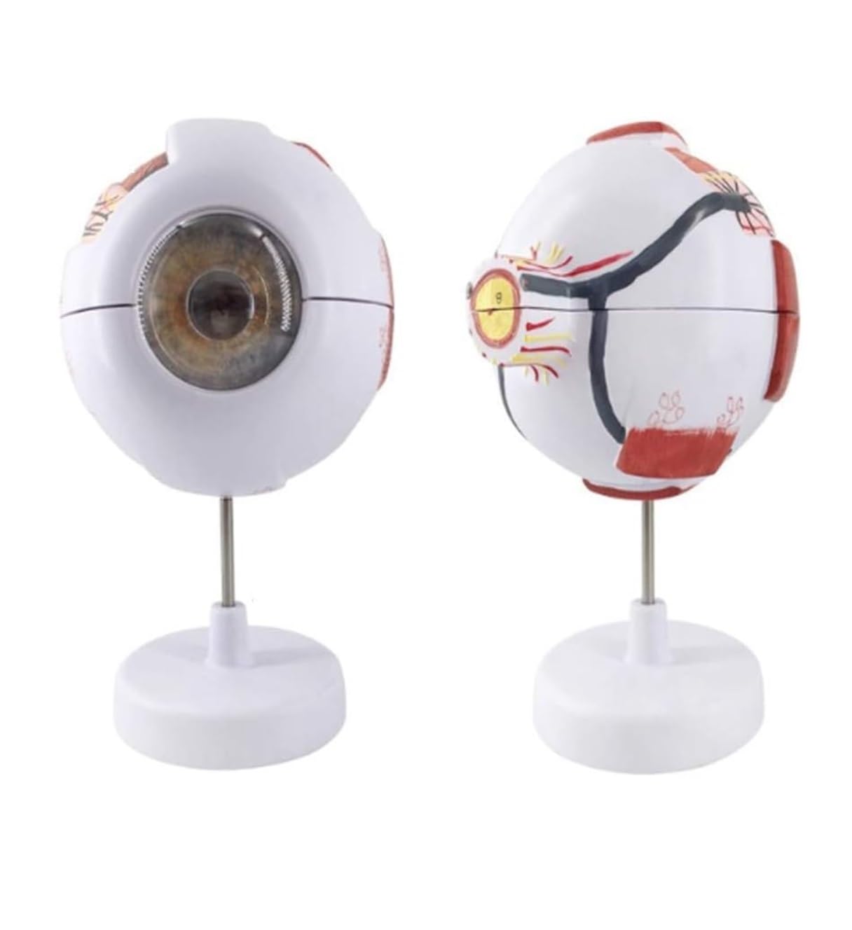 Herramienta De Enseñanza Modelo Anatómico De Ojo Humano Agrandado 6X, Visualización Anatómica Globo Ocular Con Soporte Extraíble Para Uso Médico Anatomía Médica