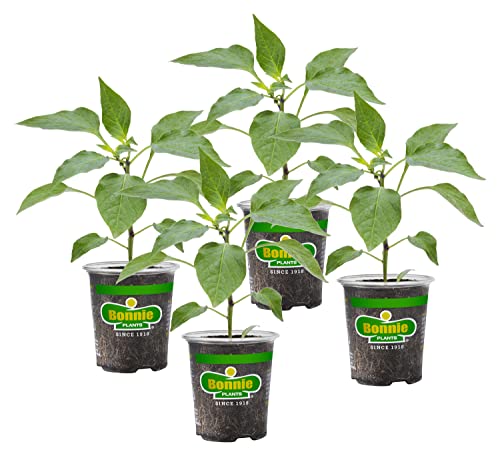 Bonnie Plants Thai Ornamental Hot Pepper, 19.3 oz., 4-Pack, Live Plants