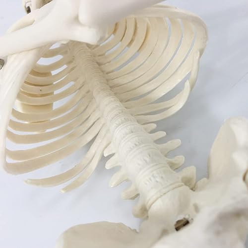 Miniatura 3 de Merinden Mini modelo de esqueleto humano modelo de huesos humanos pequeños de 1772 pulgadas con brazos piernas y soporte movibles para estudiantes