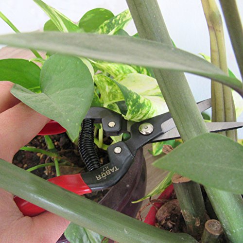 Tabor Tools K7A Straight Pruning Shears With Carbon Steel Blades, Florist Scissors, Multi-Tasking Garden Snips For Arranging Flowers, Trimming Plants And Harvesting Herbs, Fruits Or Vegetables. #TOP2
