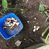 plantar semillas de alcachofa de Jerusalén (Helianthus tuberosus),Semillas de de interior,resistentes. de jardín Camas elevadas para el 200pcs