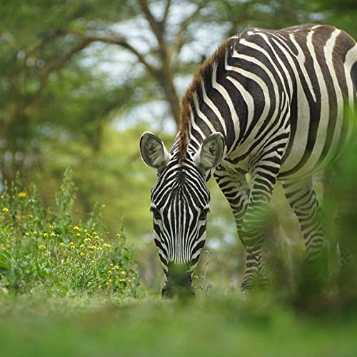 E20: Stress (And Why We Should Be Like the Zebra)