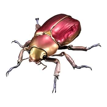 アウリガヌスプラチナコガネ　標本 Amazon.co.jp: C. aurigans 03B アウリガンスプラチナコガネ標本