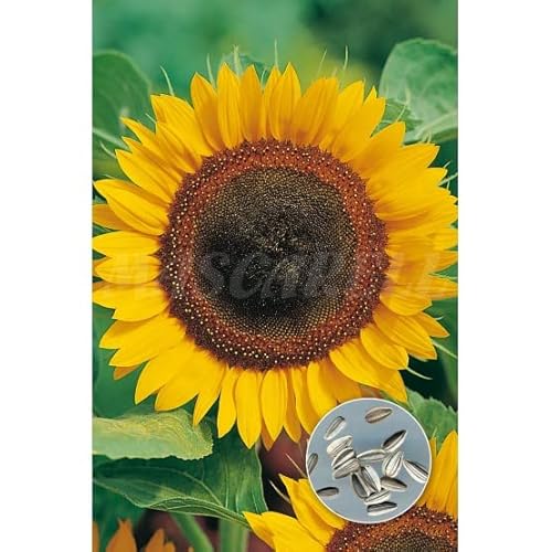 Semillas de Girasol para Pipas DECOALIVE Fáciles de Cultivar en Casa