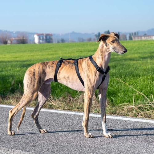 Ferplast Hundegeschirr Mittelgroße Hunde Brave MEDIUM, Ausbruchsicheres Hundegeschirr, Greyhound, Verstellbares Geschirr für Hunde, 6 Verschlüsse, Schwarz