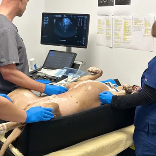 Ultraschall-Positionierer für Haustiere, Tierärztliche Röntgen-Wegfahrsperre, V-förmige Mulden, Bauchdiagnosezubehör für Katze und Hund, Größe M: 74 cm L x 34 cm B x 20 cm H