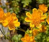 Baumschule Pflanzenvielfalt Trollius chinensis Golden Queen - Trollblume - Chinesische Trollblume - Garten Trollblume