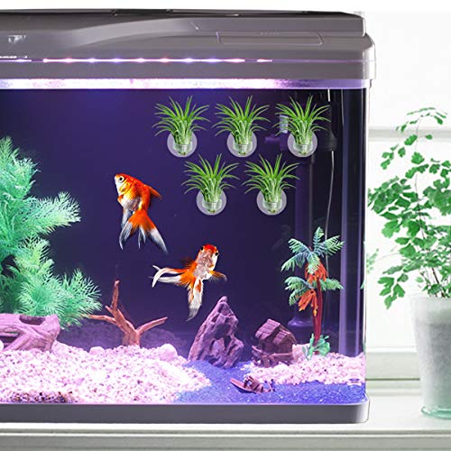 AIEVE - Supporto per Tillandsia, confezione da 12