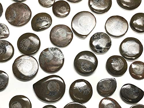 Image of Ammonite Button Fossil 1.5 inch with Velvet Bag