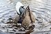 Mojo Outdoors Mojo Butt Up Rippler, Mallard