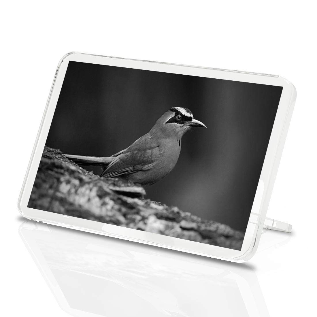 1 x Fridge Magnet - Capped Motmot Bird #41958