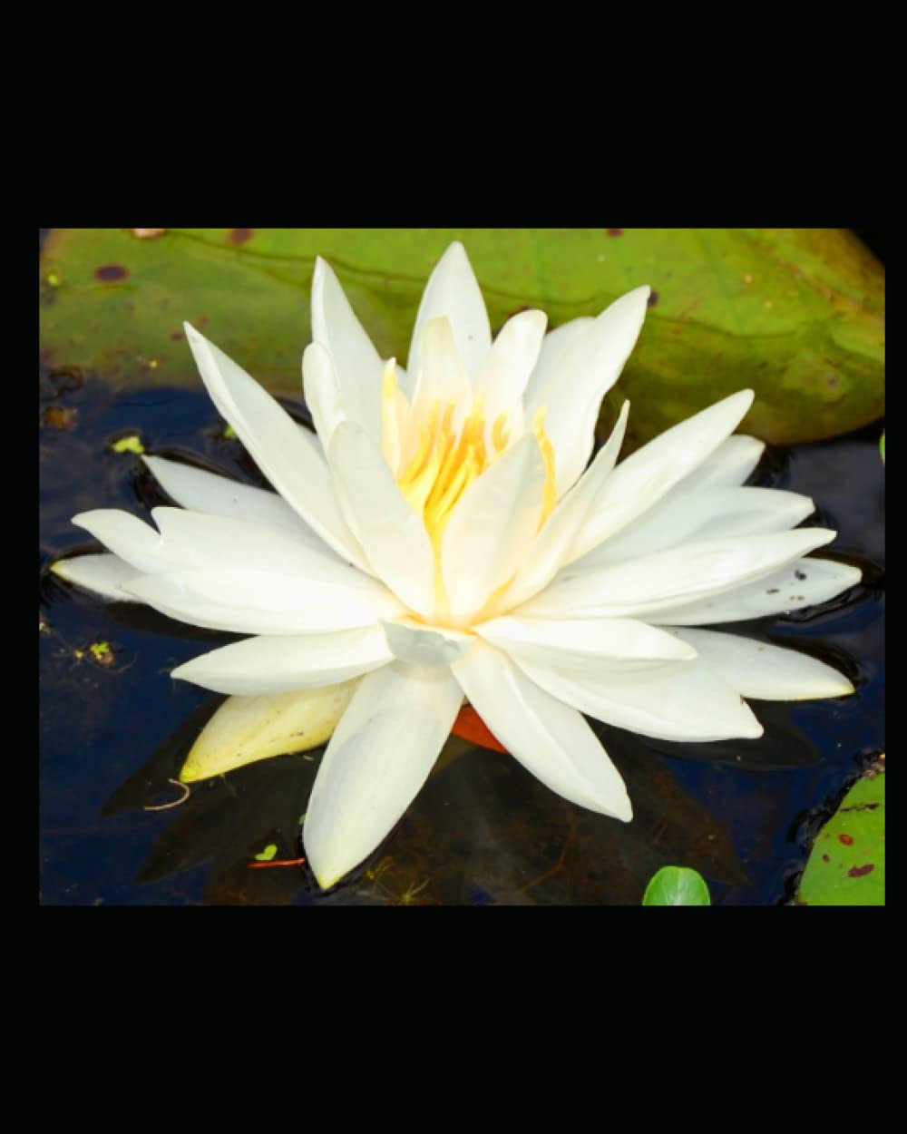 Gratitude Journal and Daytimer - Water Lily