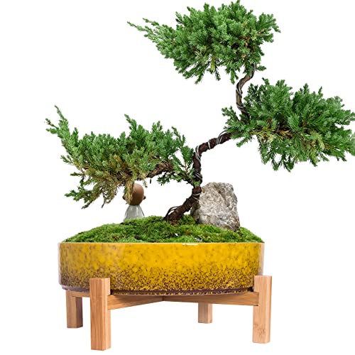 ARTKETTY Bonsai Pots, 11 Inch Large Succulent Pots with Drainage Stand